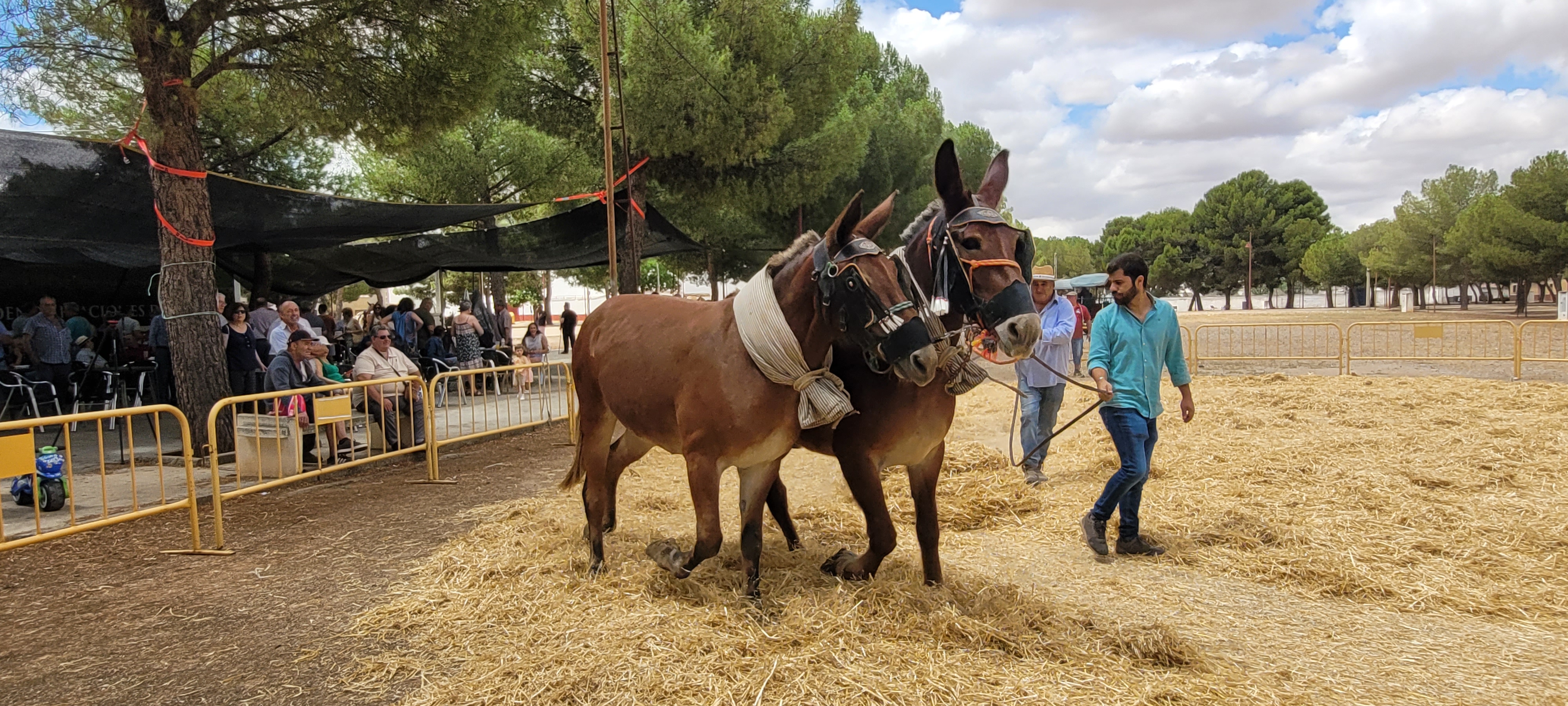 Demostración de la actividad de trilla tradicional.