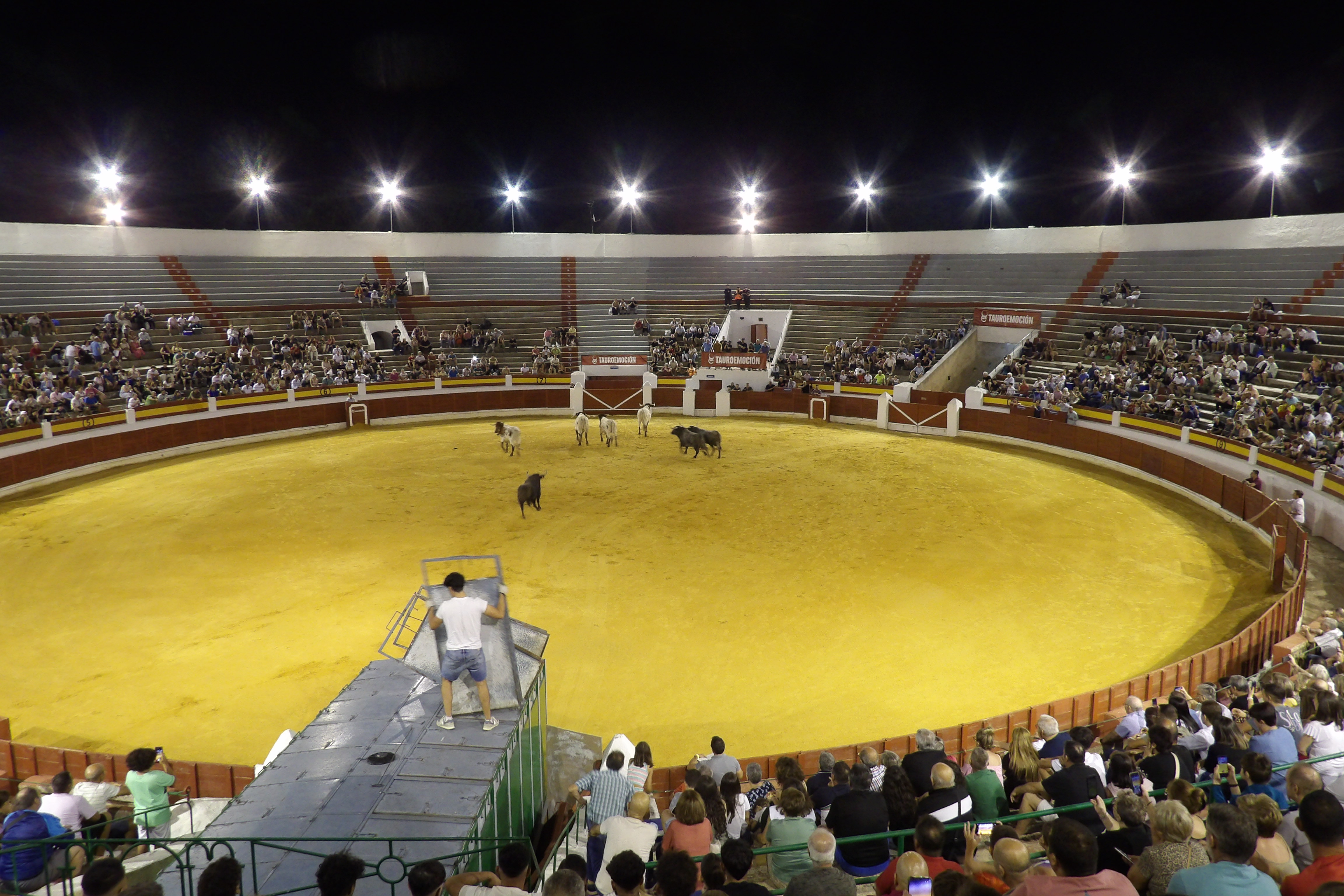 Desencajonada en la Plaza de Toros.