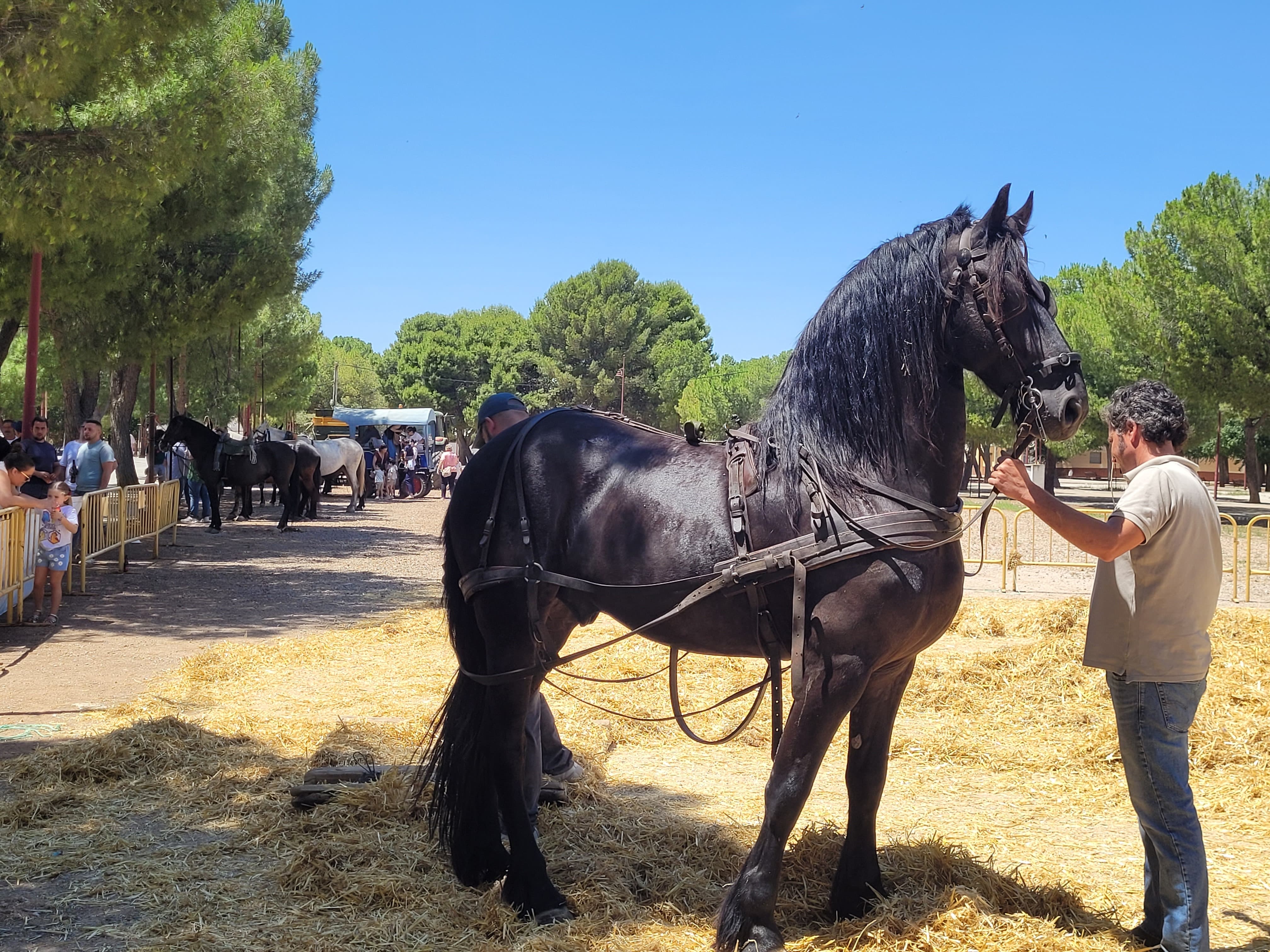  Participaron alrededor de una decena de animales.