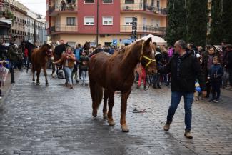 san_anton_2020_bendicion_de_los_animales_y_vueltas_a_santa_maria