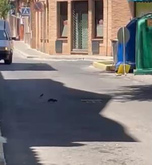 rata_teatro_ayala.jpeg