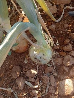 Cultivo dañado