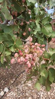 Daños pistacho