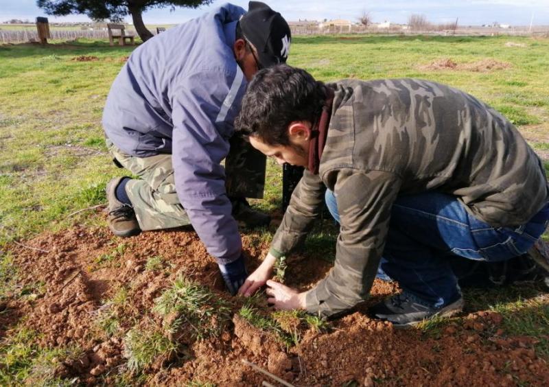 Plantación de árboles en Navaseca