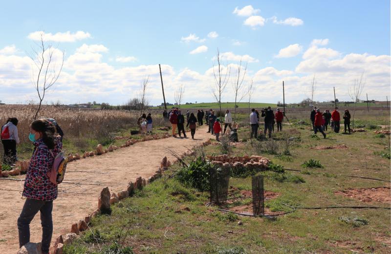 Plantación de árboles