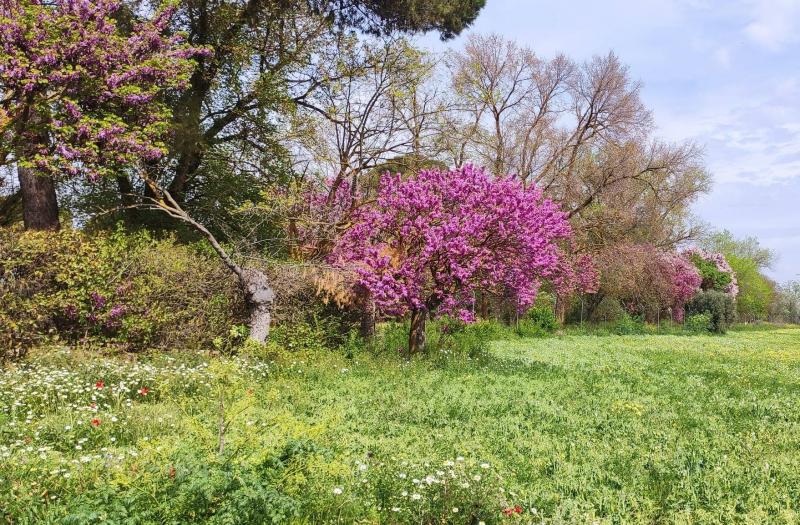 día del arbol