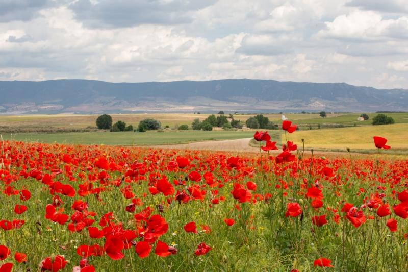 Paisaje Daimiel