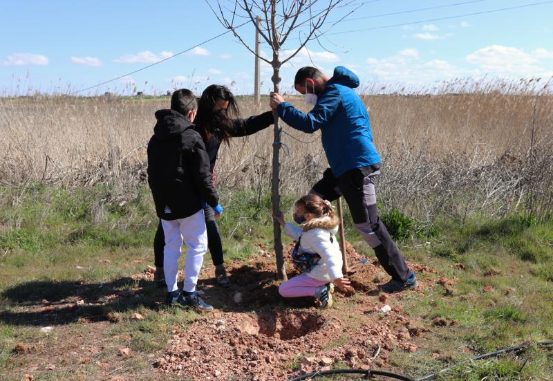 Presupuestos participativos árboles