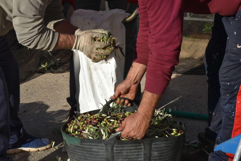 Durante la recogida de aceituna solidaria 