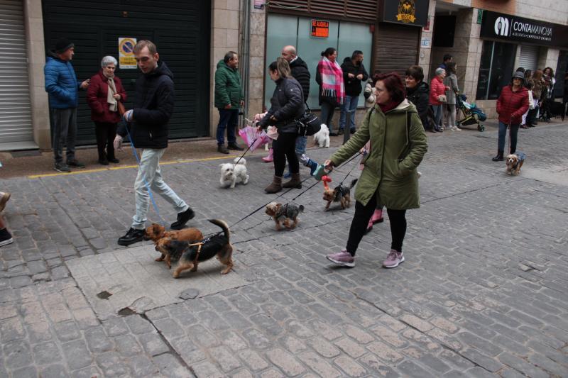 Mascotas en San Antón