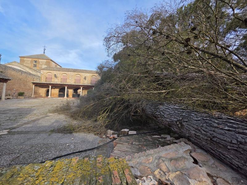 Árbol caído en el santuario 