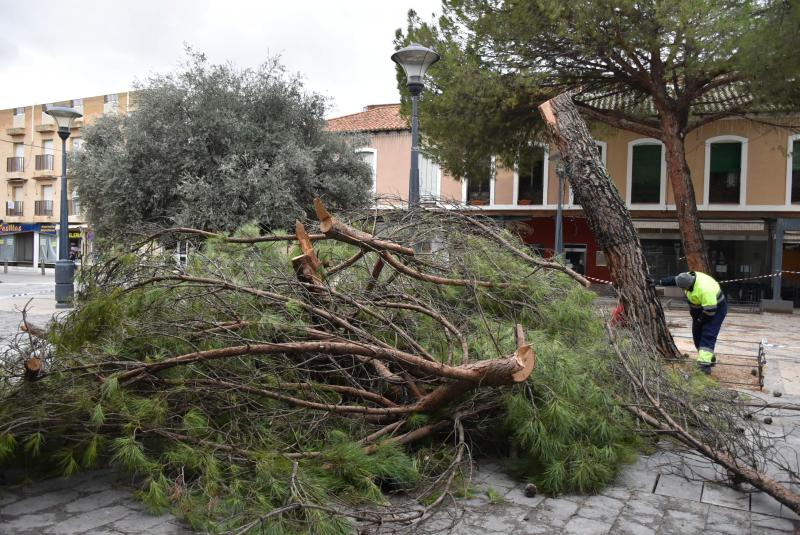 Pino cortado por riesgo de caída