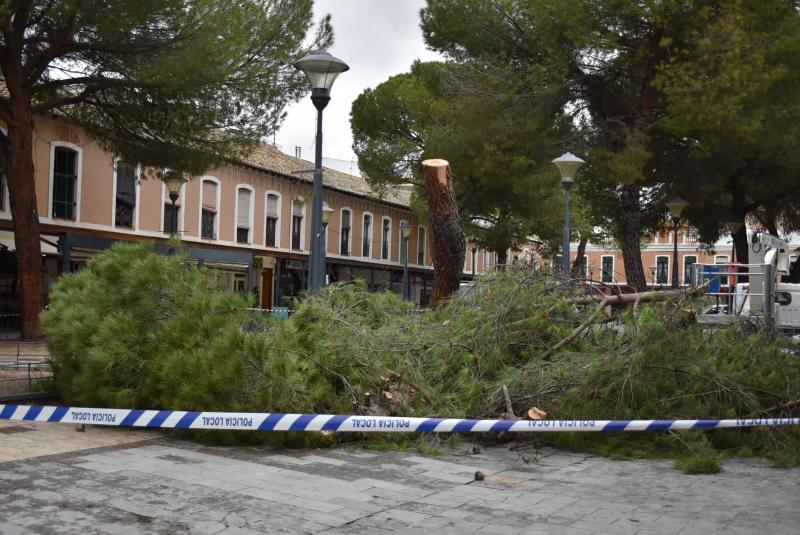 Pino cortado en la Plaza de España por riesgo de caída