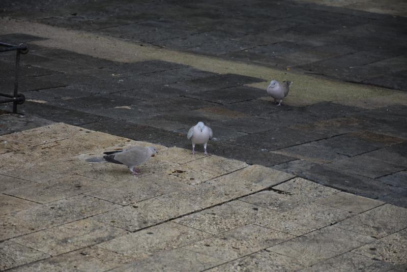 Palomas en la plaza de España