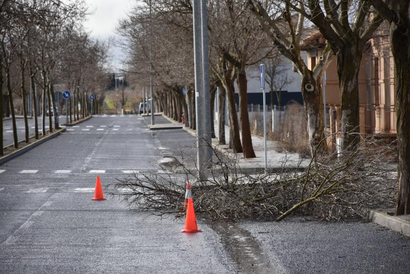 Ramas caídas en Avenida de los Rosales