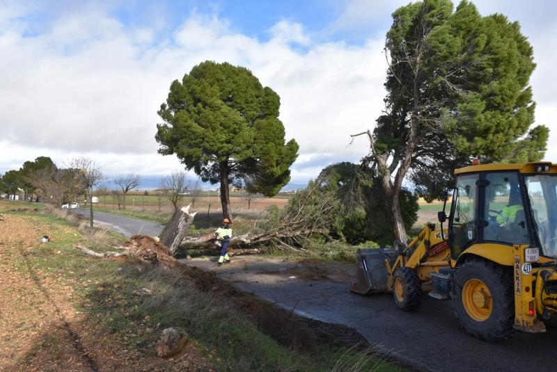 Pino caído en el carreterín de Las Tablas