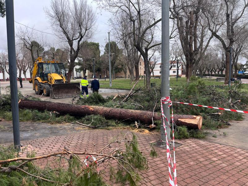 Pino cortado esta semana por seguridad en el parque de El Carmen