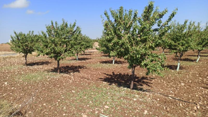 Almendros dañados