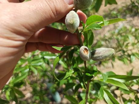 GRANIZO ALMENDROS