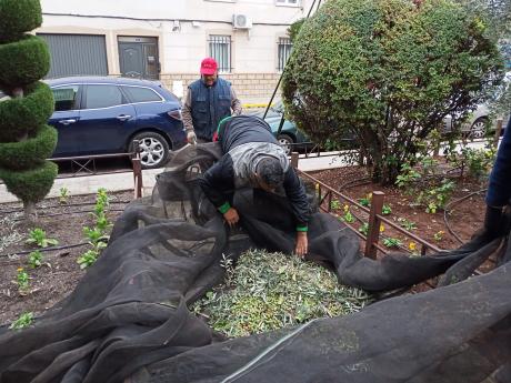 recogida aceitunas_solidaridad