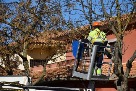 Durante los trabajos de poda 