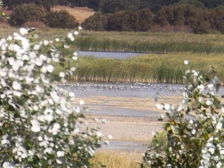 Grullas en el Parque Nacional de las Tablas de Daimiel. Fuente: OAPN