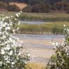 Grullas en el Parque Nacional de las Tablas de Daimiel