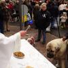 Bendición de mascotas en San Antón 2026.