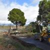 Pino caído en el carreterín de Las Tablas