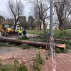 Pino cortado esta semana por seguridad en el parque de El Carmen