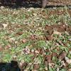 Almendros dañados